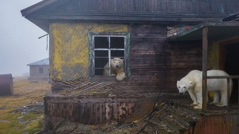 الدببة تتجول داخل محطة قطبية سوفيتية (فيديو)