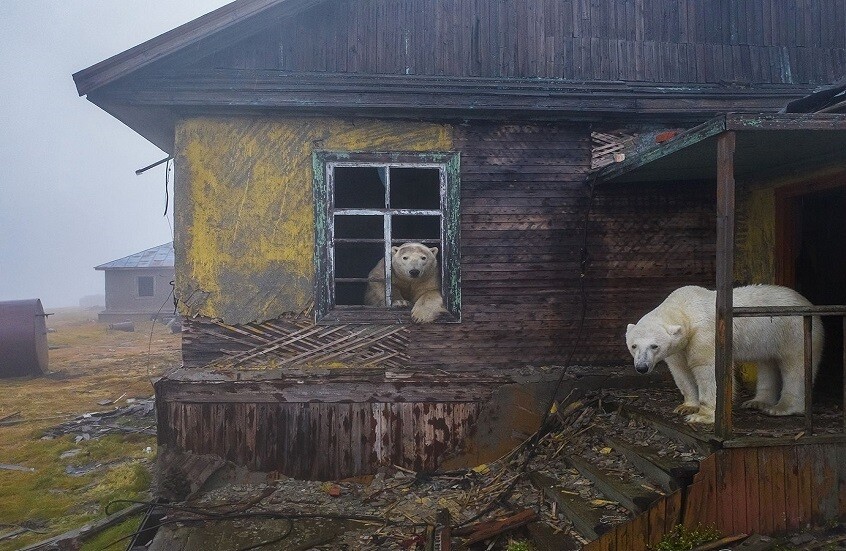 الدببة تتجول داخل محطة قطبية سوفيتية (فيديو)