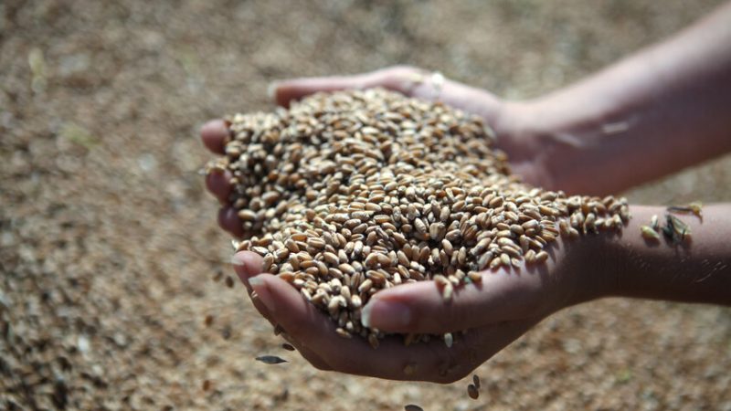 باتروشيف في اجتماع مع بوتين: نتوقع محصولا قياسيا من الحبوب في روسيا في 2025