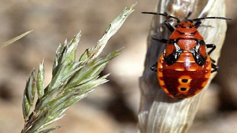 بريطانيا تتعرض لغزو غير مألوف