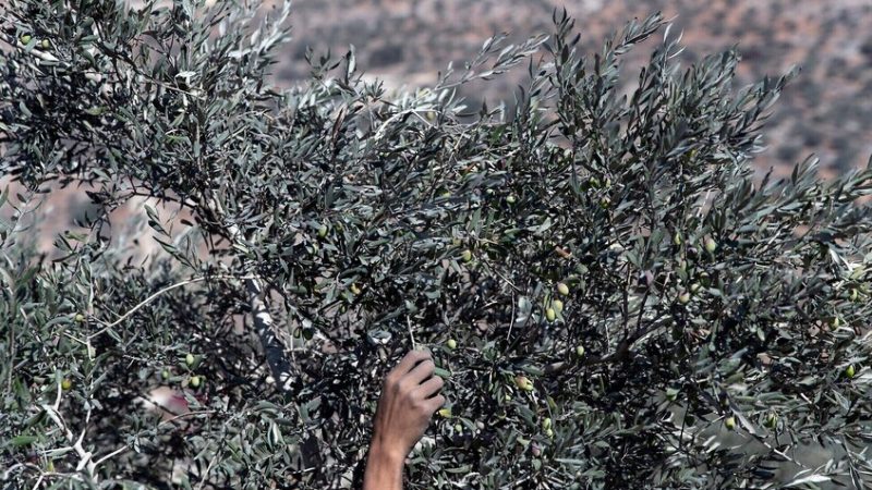 إسرائيل تضع شروطا على أبناء قرى لبنان الجنوبية الحدودية للسماح لهم بقطاف الزيتون والأعمال الزراعية