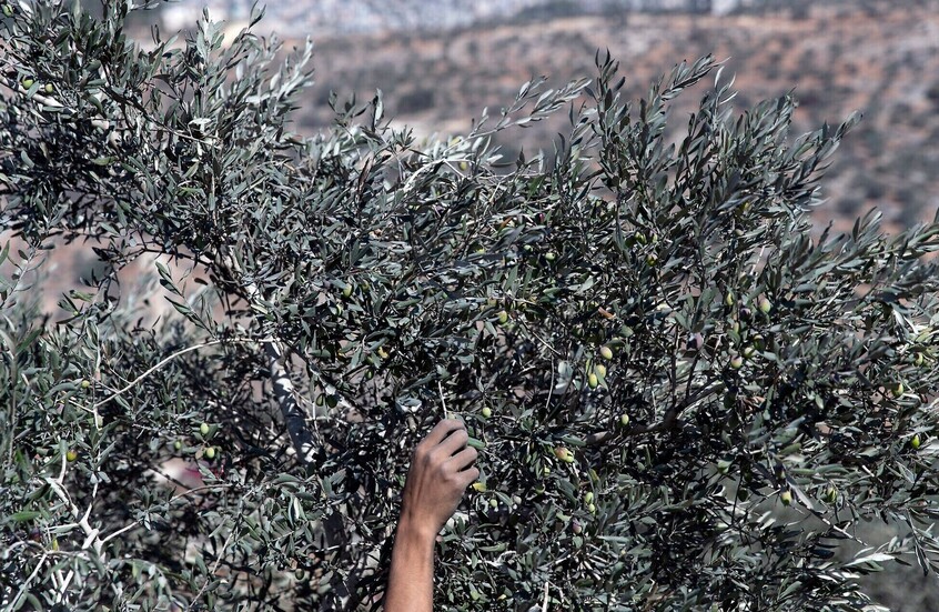 إسرائيل تضع شروطا على أبناء قرى لبنان الجنوبية الحدودية للسماح لهم بقطاف الزيتون والأعمال الزراعية