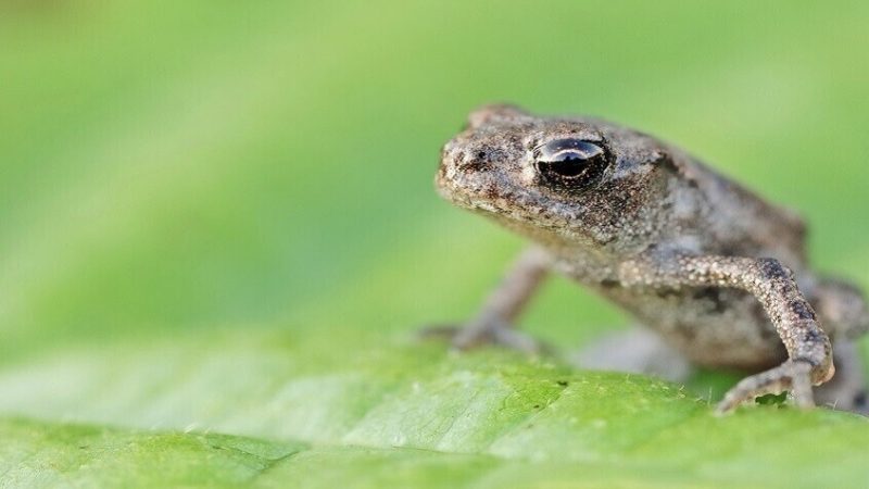 عجوز صينية تأكل ثماني ضفادع حية لتشفى من ألم في ظهرها
