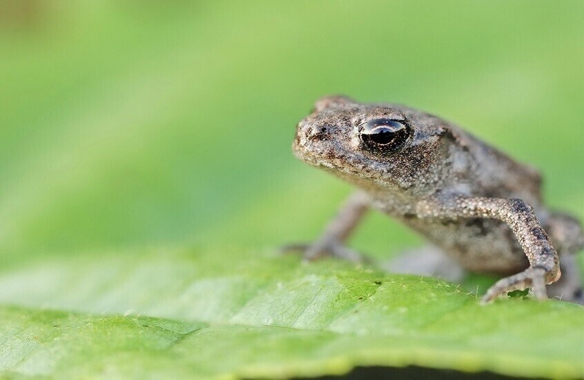 عجوز صينية تأكل ثماني ضفادع حية لتشفى من ألم في ظهرها
