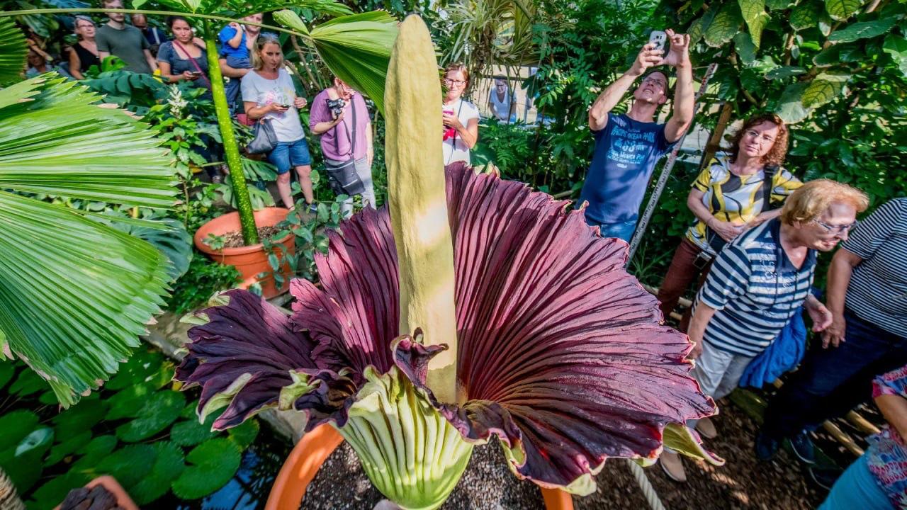 سرقة “زهرة الجثة” النادرة من حديقة نباتات في ألمانيا (صور)
