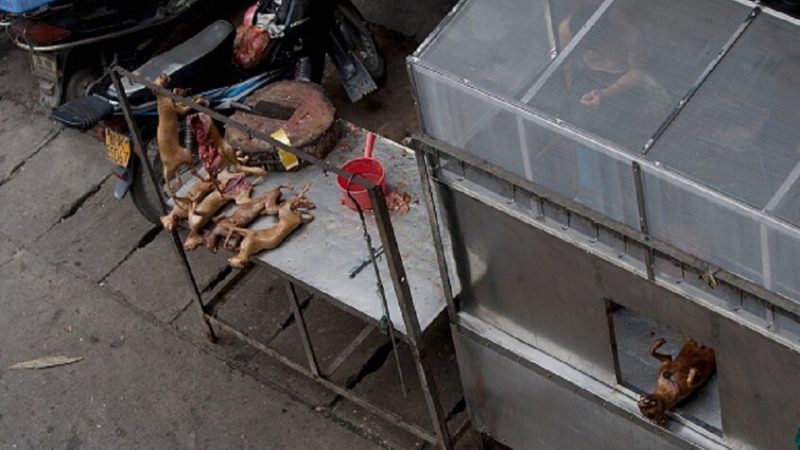 جاكرتا تتجه لحظر بيع لحم الكلاب والقطط لمكافحة داء الكلب