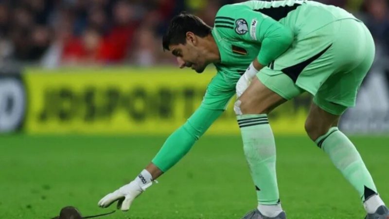 فأر يقتحم ملعب ويلز وبلجيكا.. ومباراة تصفيات كأس العالم تتوقف وسط الضحك! (فيديو)