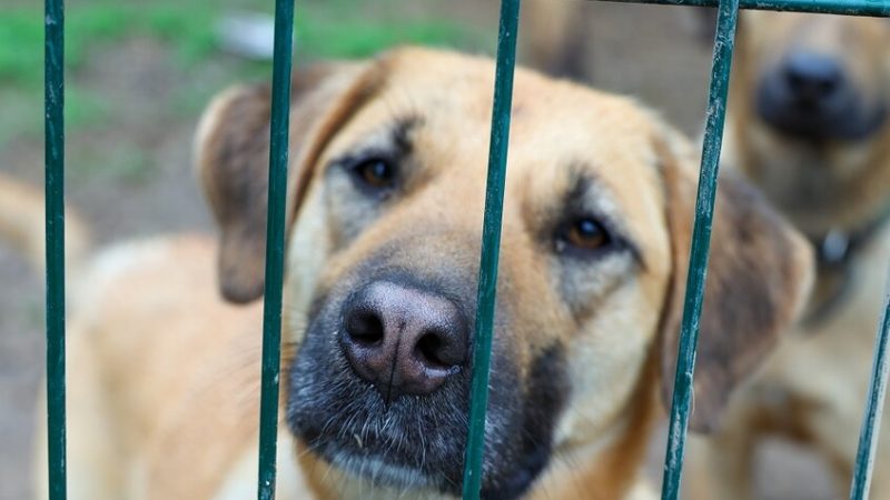 نائب أردني يقترح تعويضا بـ5 آلاف دينار لكل من يعضه كلب ضال