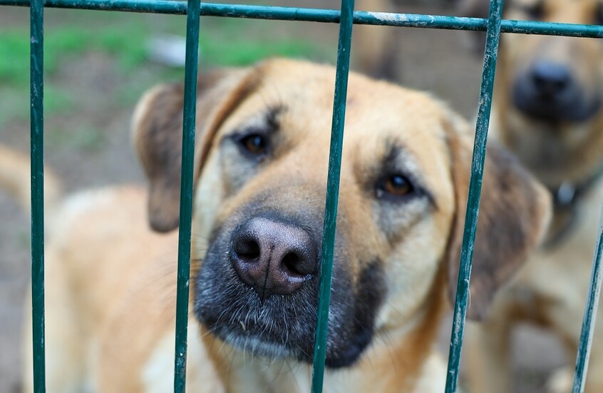 نائب أردني يقترح تعويضا بـ5 آلاف دينار لكل من يعضه كلب ضال