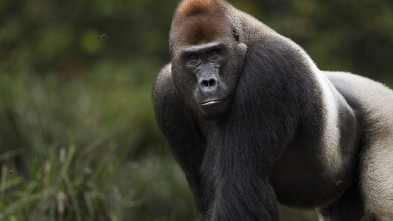غوريلا غاضبة تحطم زجاج قفصها وتثير الذعر في كاليفورنيا (فيديو)