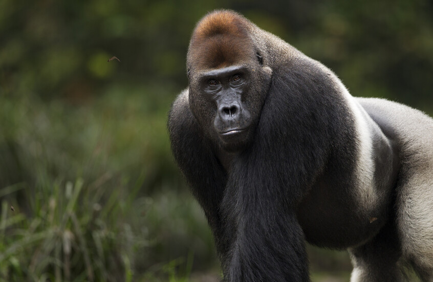 غوريلا غاضبة تحطم زجاج قفصها وتثير الذعر في كاليفورنيا (فيديو)