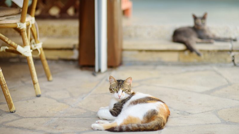 “جزيرة القطط” تعاني من مشكلة!