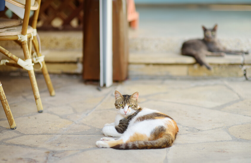 “جزيرة القطط” تعاني من مشكلة!