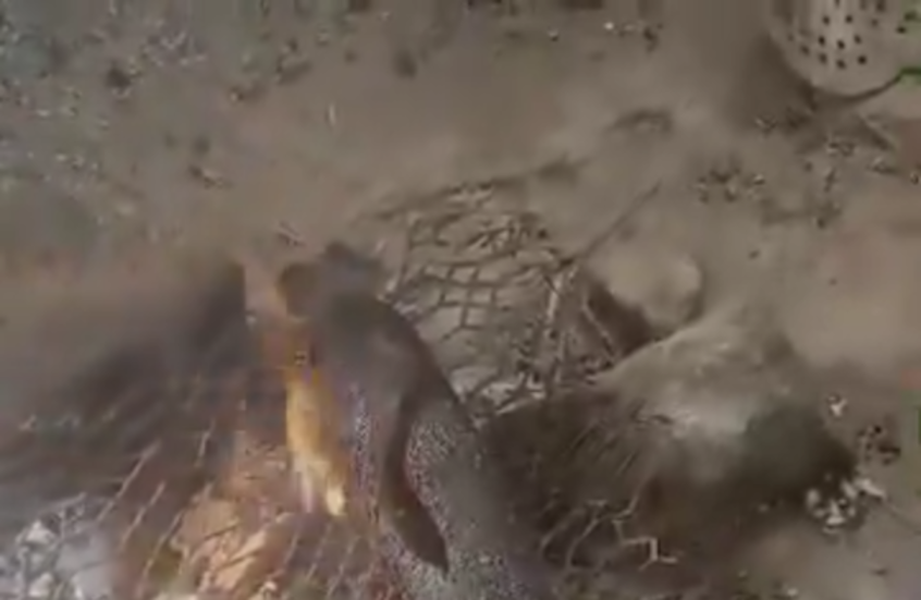 السودان.. محاصرون في الفاشر يأكلون جلود الأبقار للبقاء على قيد الحياة (فيديو)