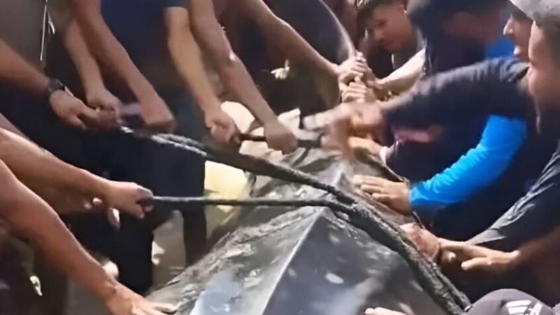 سبب صادم خلف ظهور سمكة عملاقة على شواطئ غزة