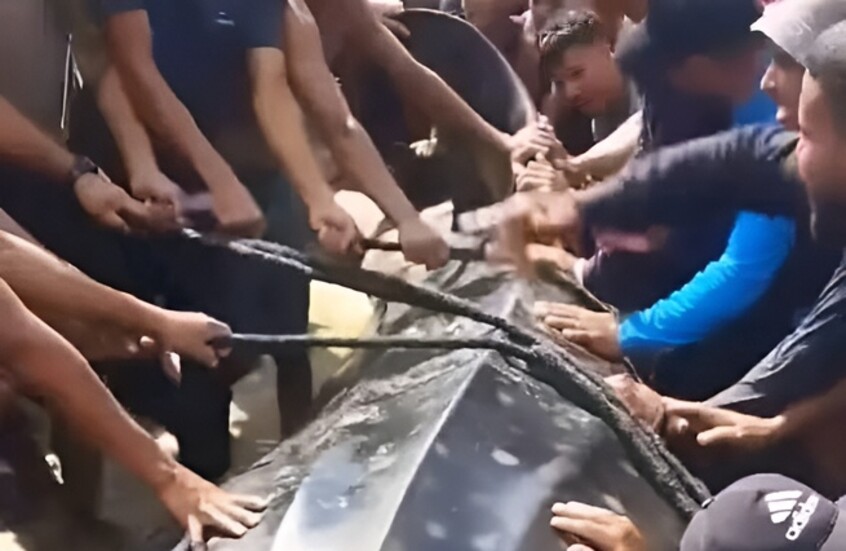 سبب صادم خلف ظهور سمكة عملاقة على شواطئ غزة