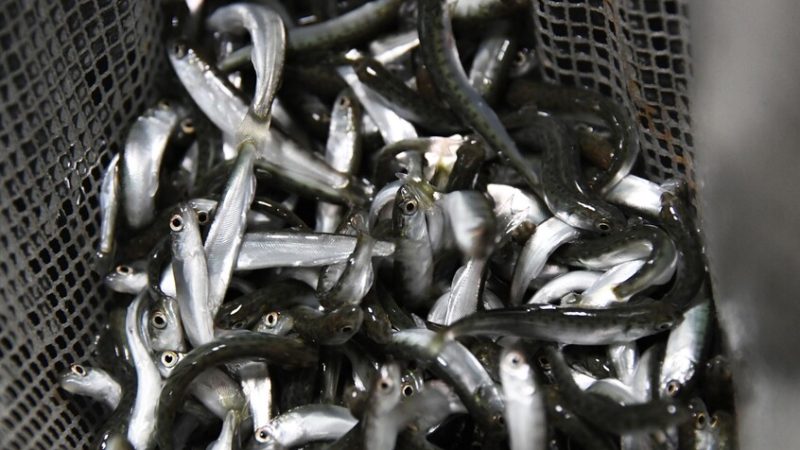 رئيس الوكالة الروسية: الصيادون الروس يزيدون نشاطهم قبالة سواحل المغرب الأطلسية