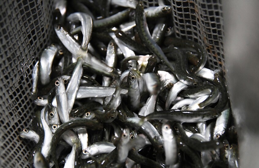 رئيس الوكالة الروسية: الصيادون الروس يزيدون نشاطهم قبالة سواحل المغرب الأطلسية