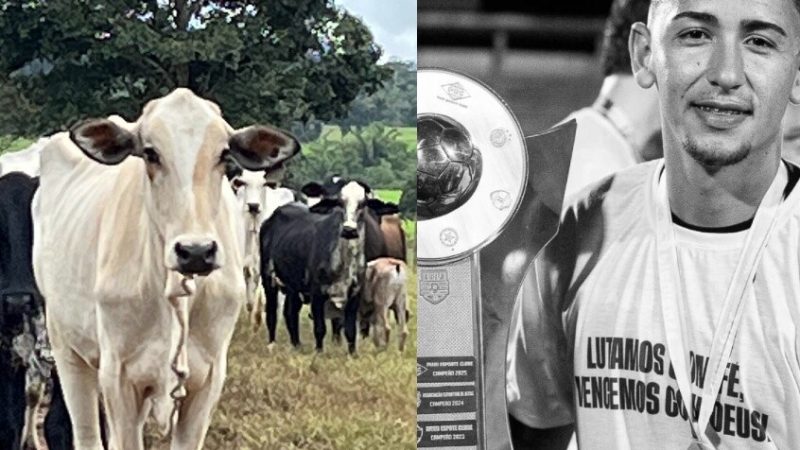 بالفيديو.. وفاة لاعب شاب بسبب بقرة