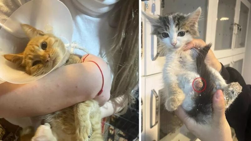 أسرار “سحر الربط” المروع.. جرائم وحشية بحق الحيوانات في تركيا تثير الرعب (صور)