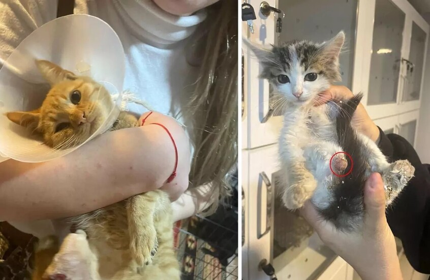 أسرار “سحر الربط” المروع.. جرائم وحشية بحق الحيوانات في تركيا تثير الرعب (صور)