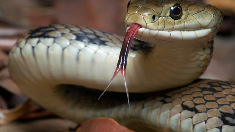 ثعابين كبيرة تثير رعب السياح في فنادق سريلانكا (صور+فيديو)