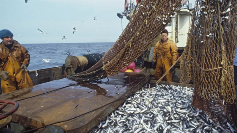بوتين: روسيا تمتلك احتياطيات فريدة من الموارد السمكية والحيوانية