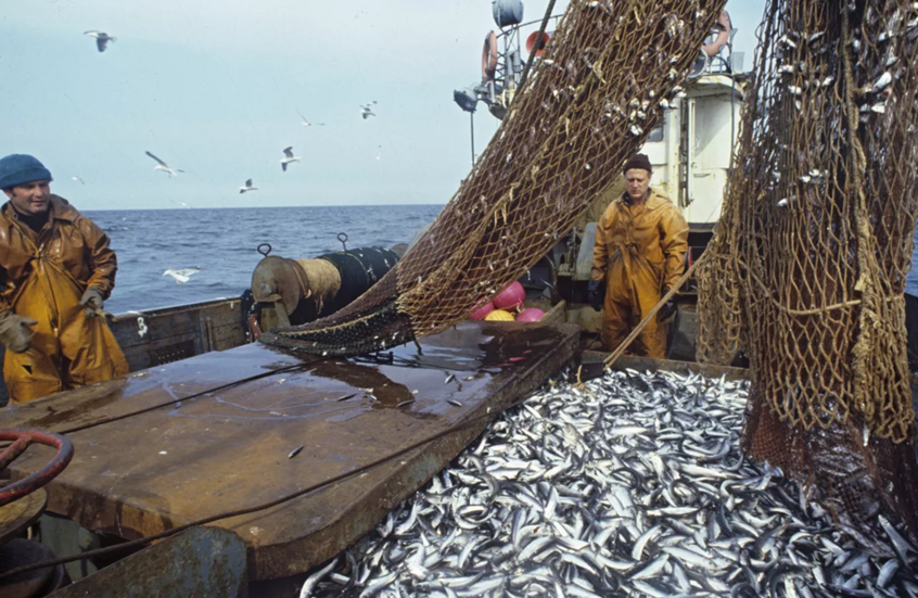 بوتين: روسيا تمتلك احتياطيات فريدة من الموارد السمكية والحيوانية