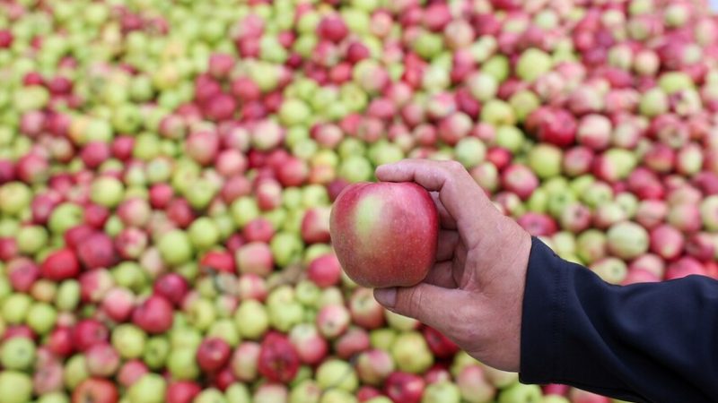 أولى شحنات التفاح الأفغاني تصل روسيا