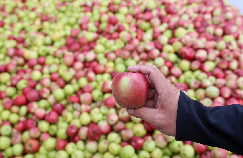 أولى شحنات التفاح الأفغاني تصل روسيا