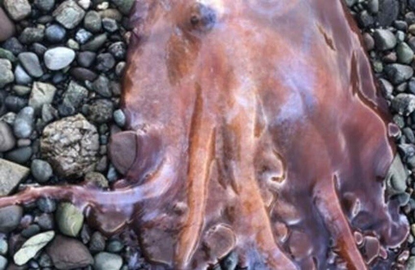 السويد ..اصطياد أخطبوط نادر بسبعة أذرع