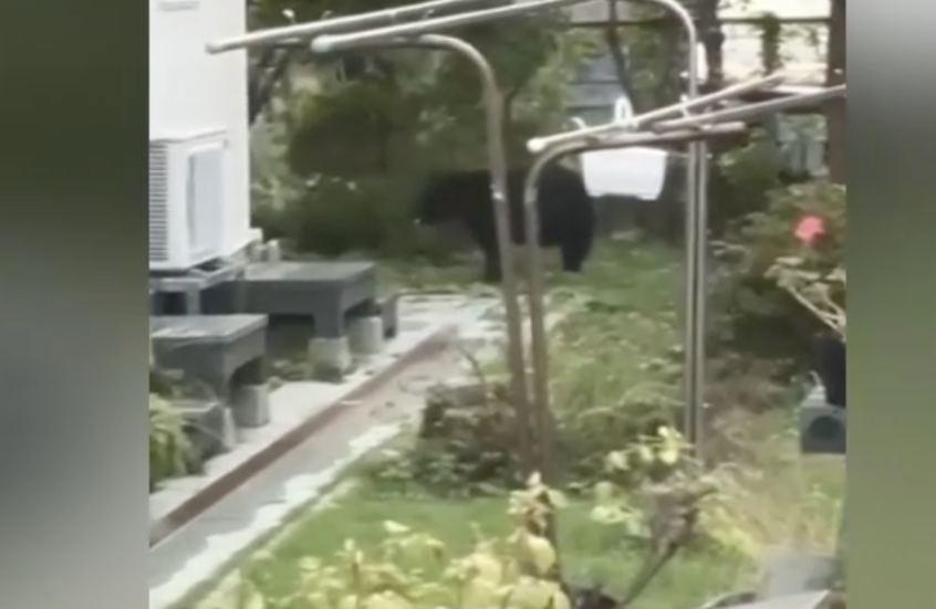 السفارة الصينية في اليابان تحذر مواطنيها من تصاعد هجمات الدببة في البلاد