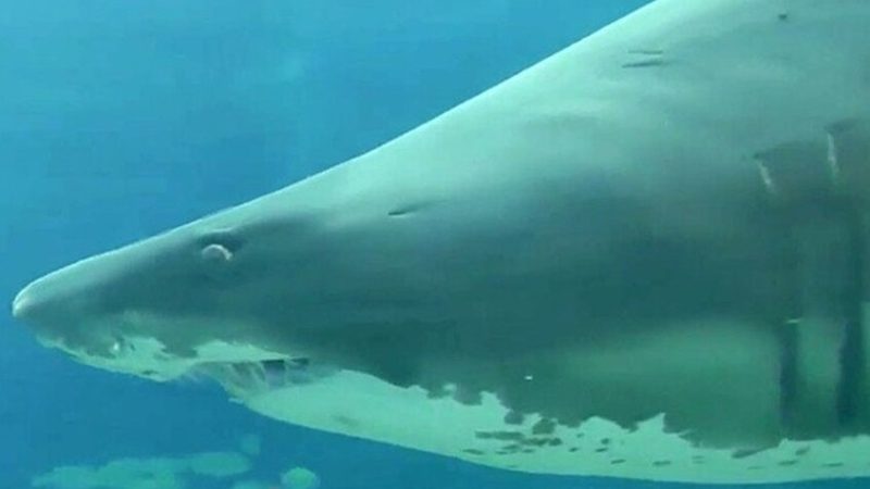 اليمن.. حوت قرش ضخم يثير الذعر في عدن