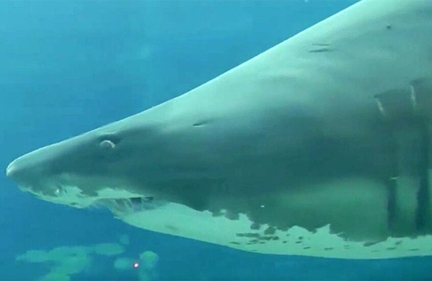 اليمن.. حوت قرش ضخم يثير الذعر في عدن