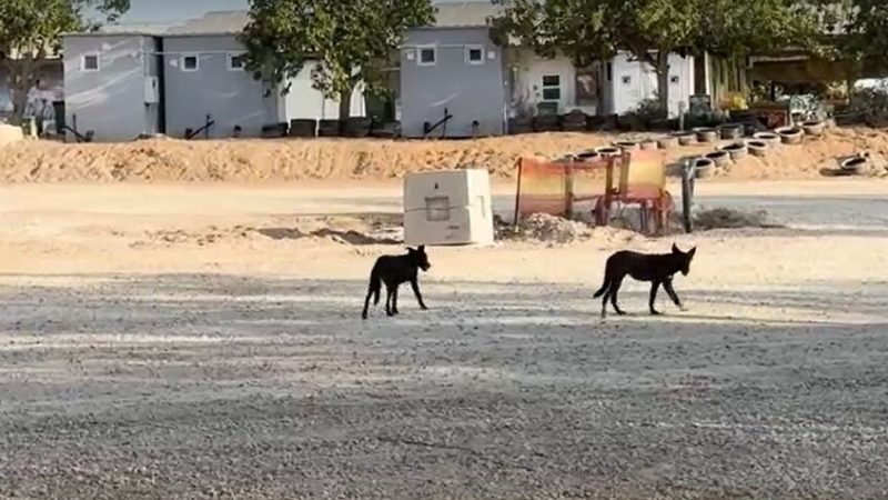 آلاف الكلاب “ذات الأصول المصرية” تحاصر المستوطنين الإسرائيليين على الحدود