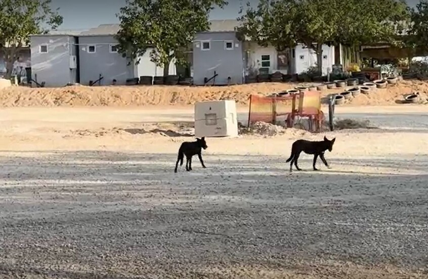 آلاف الكلاب “ذات الأصول المصرية” تحاصر المستوطنين الإسرائيليين على الحدود