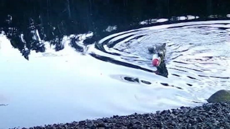 ذئاب تستغل شباك الصيادين!.. سلوك فريد يُسجَّل لأول مرة (فيديو)