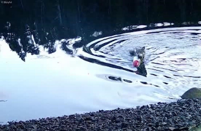 ذئاب تستغل شباك الصيادين!.. سلوك فريد يُسجَّل لأول مرة (فيديو)