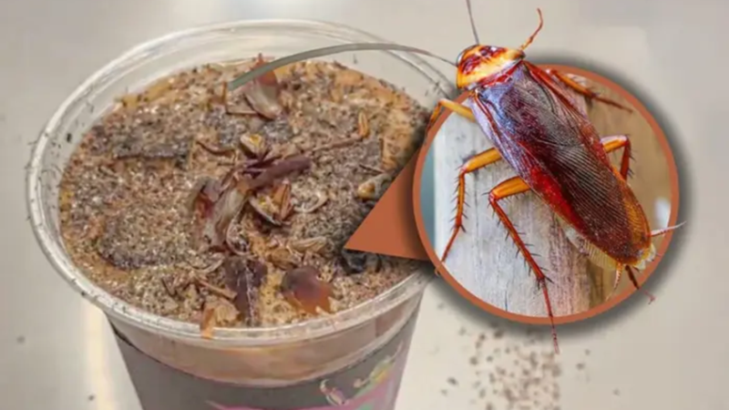طعم غريب ورائحة لا تنسى.. قهوة الصراصير والنمل تكتسح الصين!