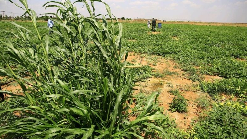 السودان.. تقلص المساحات المزروعة وانهيار حاد في القطاع بسبب الحرب