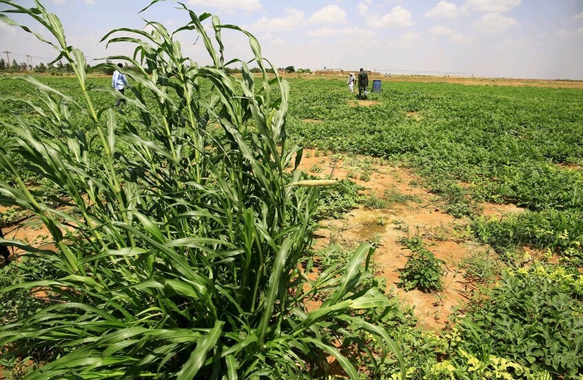السودان.. تقلص المساحات المزروعة وانهيار حاد في القطاع بسبب الحرب