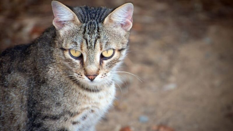 نيوزيلندا تعلن الحرب على القطط