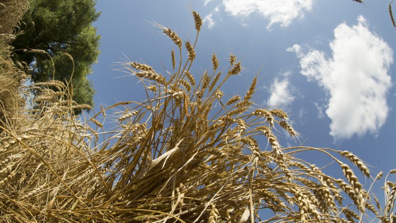 صادرات الشعير الروسية إلى مصر تسجل رقما قياسيا