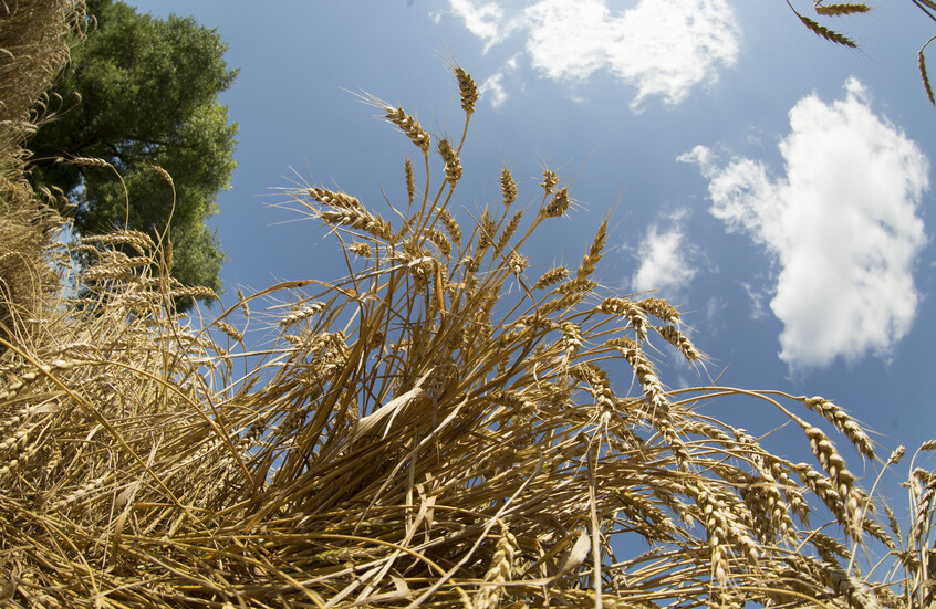 صادرات الشعير الروسية إلى مصر تسجل رقما قياسيا