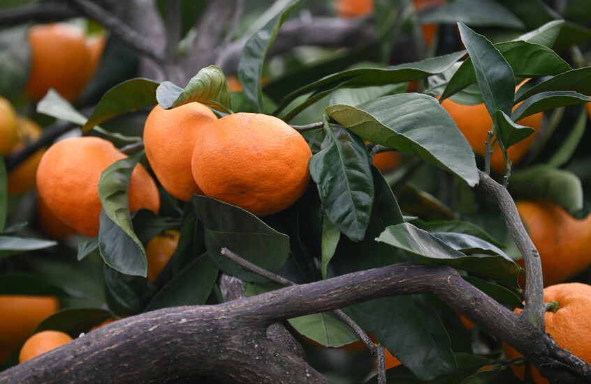 روسيا تسجل نموا ملحوظا في واردات اليوسفي من المغرب