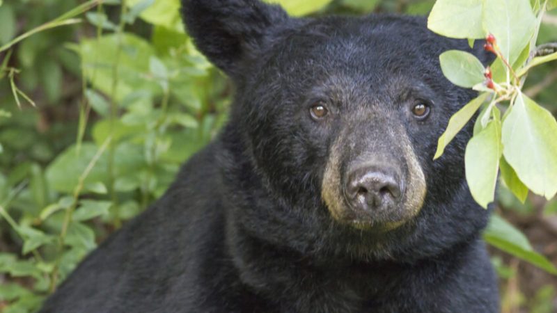 دب أسود يتجول في سوق عيد الميلاد في ولاية تينيسي الأمريكية!