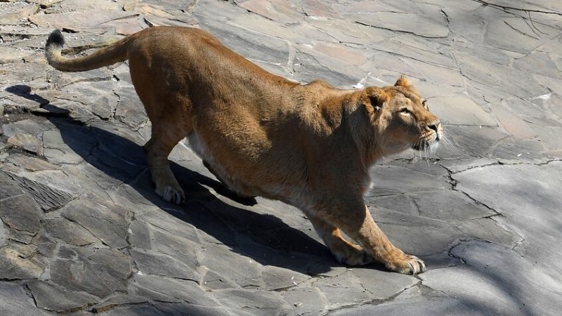 لبؤة تقتل رجلا اقتحم حظيرتها في حديقة حيوان بالبرازيل