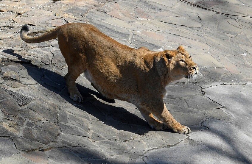 لبؤة تقتل رجلا اقتحم حظيرتها في حديقة حيوان بالبرازيل