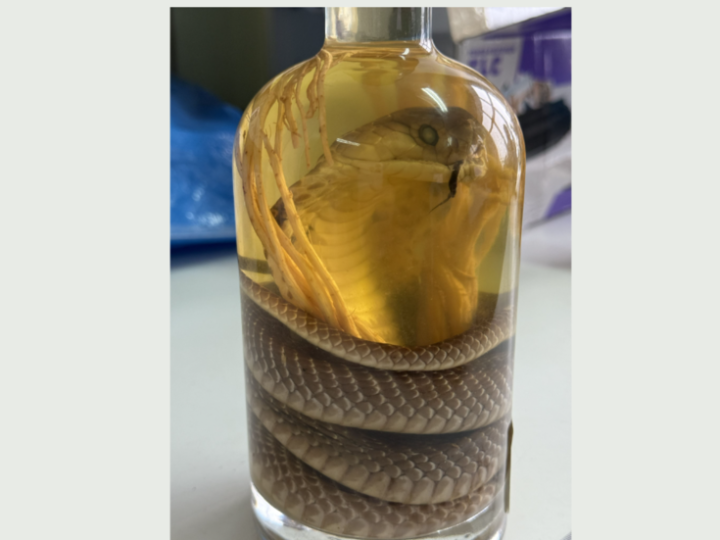 الجمارك الروسية تضبط امرأة تحمل “نبيذ الأفعى”!