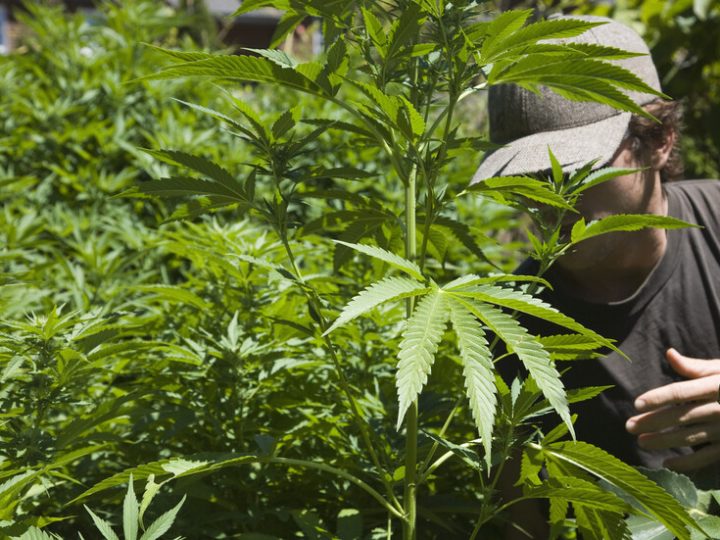 ترامب يدرس تخفيف القيود الفيدرالية على الماريجوانا